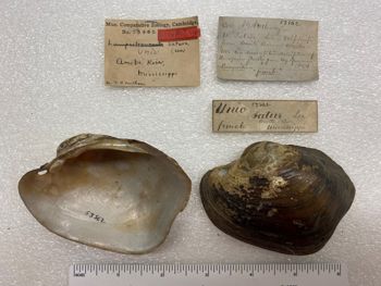 Media type: image; Malacology 53862   Description: specimens and labels for Mala 53862;